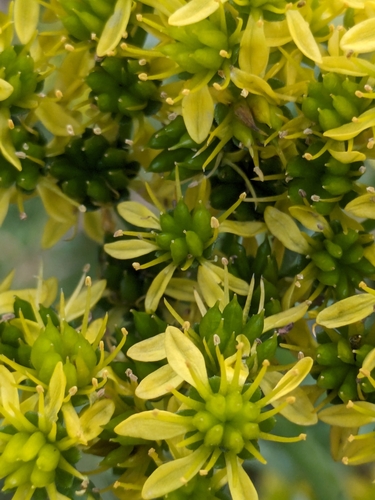 Sedum lejeunianum Hornung ex W.D.J.Koch 2