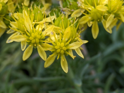 Sedum lejeunianum Hornung ex W.D.J.Koch 3