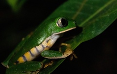 Callimedusa tomopterna