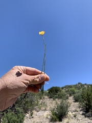 Linaceae