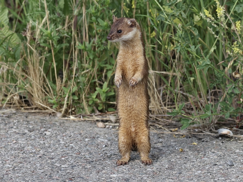 Long-tailed Weasel from S 1325 W, Farmington, UT, US on June 17, 2024 ...