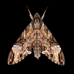 Psilogramma discistriga