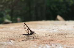 Callibaetis ferrugineus hageni