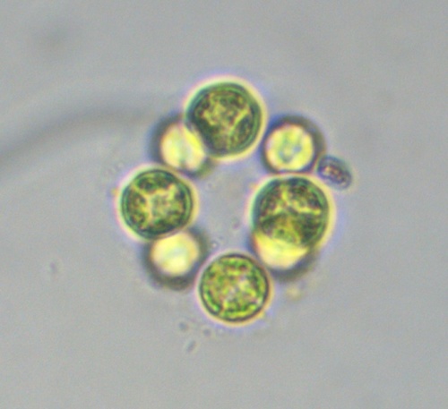 Eutetramorus