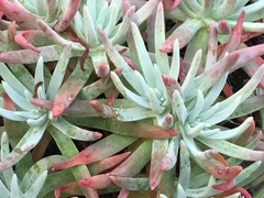 Dudleya virens
