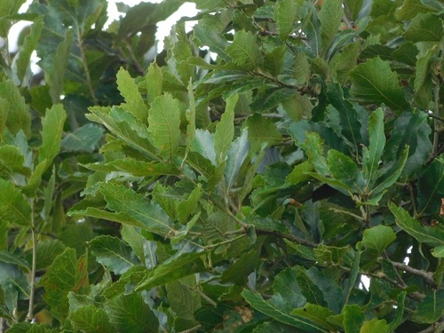 Quercus peduncularis, photograph 3