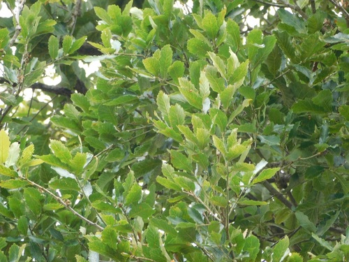 Quercus peduncularis, photograph 2