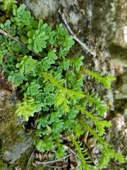 Sedum glaucophyllum