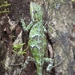 Horsfield's Spiny Lizard - Photo (c) Sivakumar Shanmugasundaram, some rights reserved (CC BY-NC), uploaded by Sivakumar Shanmugasundaram
