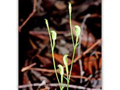 Pterostylis parviflora