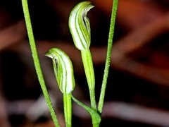 Pterostylis parviflora