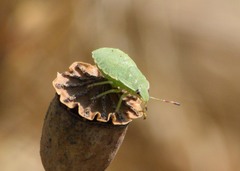 Palomena