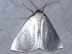 Thalaina selenaea