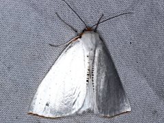 Thalaina selenaea