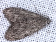 Nola pleurosema