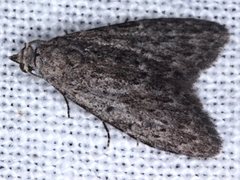Nola pleurosema