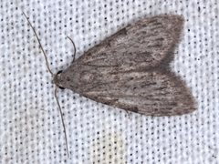 Nola pleurosema