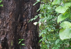 Ascia monuste orseis