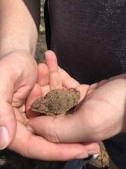 Phrynosoma douglasii