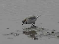 Charadrius pallidus