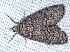 Smyriodes trigramma