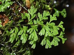 Hymenophyllum cupressiforme