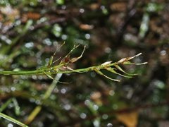 Carex austrotenella