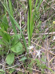 Lithophragma glabrum
