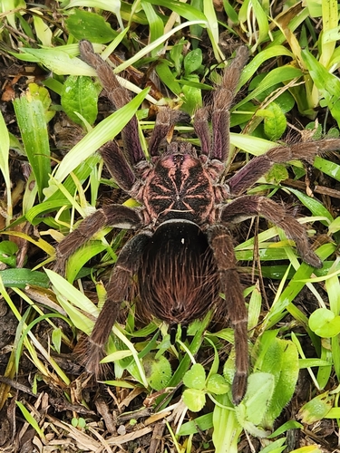 Colombian brown tarantula