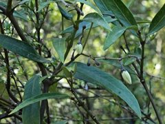Parsonsia brownii