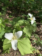 Trillium camschatcense