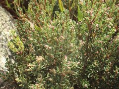 Acrothamnus hookeri