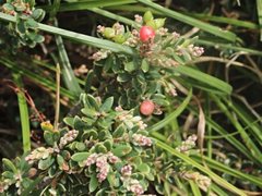 Acrothamnus hookeri