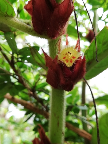 Columnea capillosa