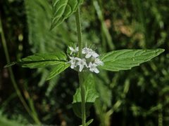 Mentha australis