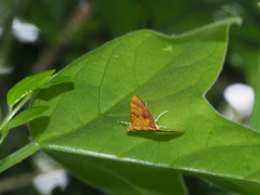 Isocentris filalis