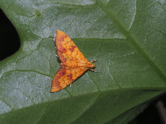 Isocentris filalis