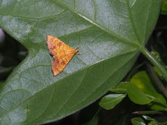 Isocentris filalis