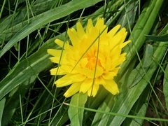 Microseris lanceolata