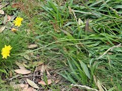 Microseris lanceolata