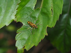 Chlorophorus annularis