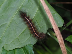 Creatonotos transiens vacillans