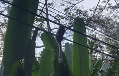 Callithrix jacchus × penicillata