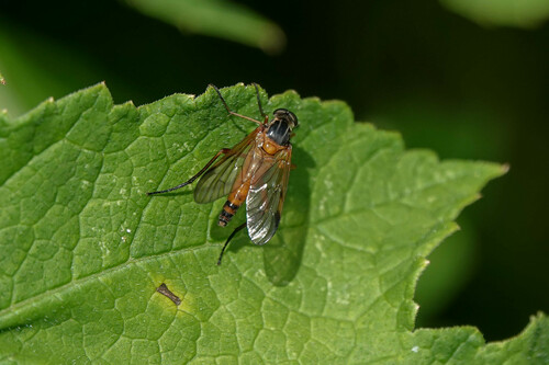 Ongevlekte snipvlieg, Krimpen aan de Lek, Nederland, photo 6 of 10