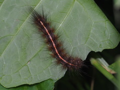 Creatonotos transiens vacillans