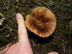 Russula acrolamellata