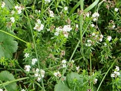 Asperula gunnii