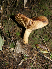 Russula acrolamellata