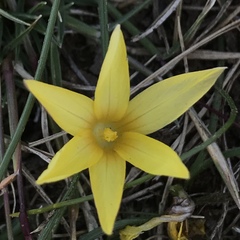 Romulea macowanii
