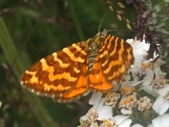 Chrysolarentia chrysocyma